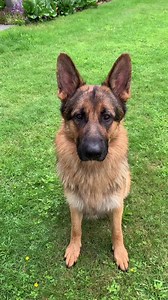 442K views · 10K reactions | Funny moments with my German Shepherd | Strider The German Shepherd | Facebook