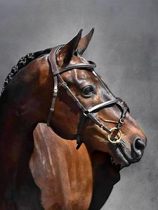 Anatomical Bridle | Special Function Bit Lifter | Italian LWG Certified Leather | Handcrafted - Etsy