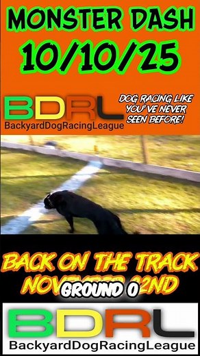 Dog Race: Veteran, Speed, and Victory! Watch These Belgian Malinois Race #shorts