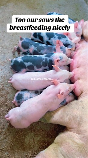 Pig Farming in Uganda: Nurturing Our Sows