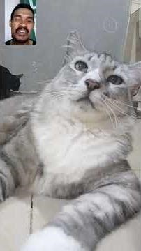 Abang Song pingsan sehari ga makan Royal canin