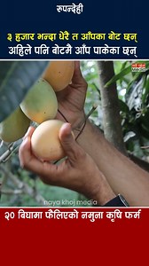 173K views · 4.4K reactions | alphonso mango in nepal | Naya Khoj Media | Facebook