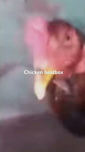 Chicken beatbox#beatbox #chicken #meme