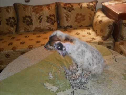 chiot setter anglais vendu