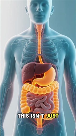What Happens When You Eat a Hamburger #healtheducation #humanbody
