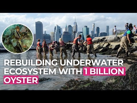 NYC Is Dumping One Billion Oysters Into Its Harbor—And It's Working"