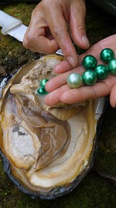 Digging for pearls in clams | Xiaohuiya