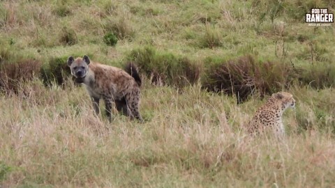 Hyenas Disturb Cheetah Family in Maasai Mara