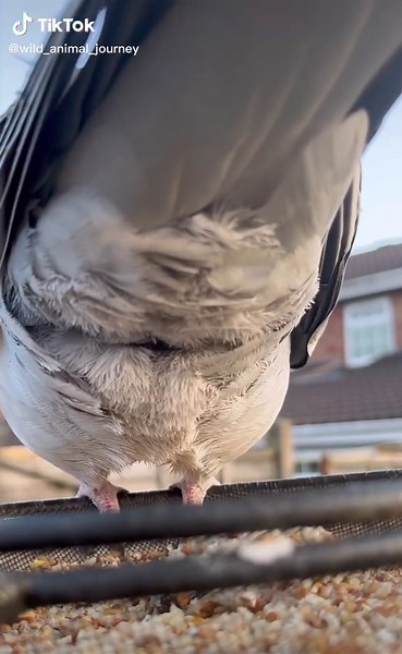 Bird Poop ASMR: Funny Sounds of Wildlife Pooping