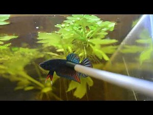 Wild Betta Splendens of Phu Ruea (*RARE*)