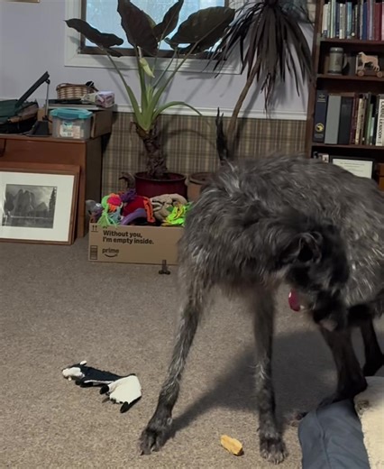 #deerhound | deer hunting