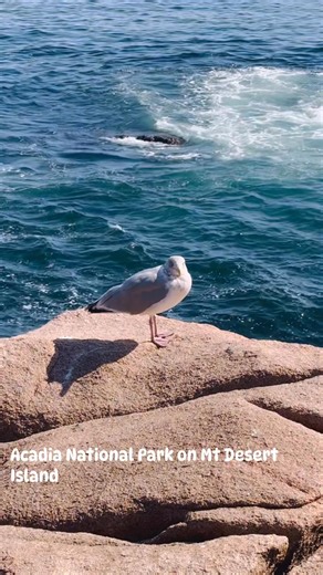 347 reactions · 41 shares | #barharbor #coastline Going to Acadia NP on Mt. Desert Island must see Sand Beach, Thunderhole, walk along Ocean Path, Otter Cliffs, Jordan Pond, Cadillac Mtn and stop in Bar Harbor #Maine #acadianationalpark #nationalparks #bar harbor | Lesley K Rowland Valerio | Facebook