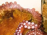 Octopus changes colour during both quiet and active sleep states