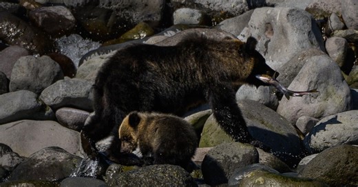 Japan takes steps to deal with deadly bear problem