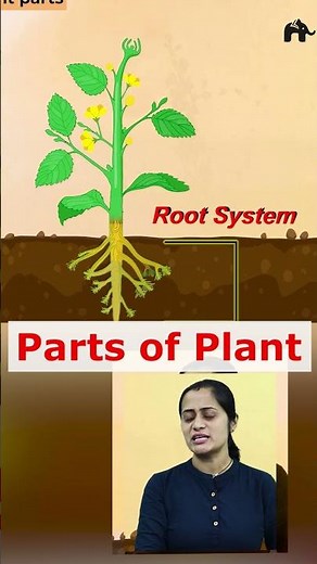 Morphology of flowering plants class 11 Biology | Animation + concepts with Roshni Ma'am #learnohub