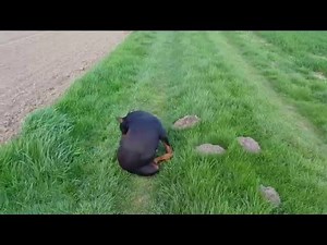 Crazy Doberman!