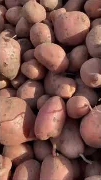 LE RAMASSAGE DES POMMES DE TERRE