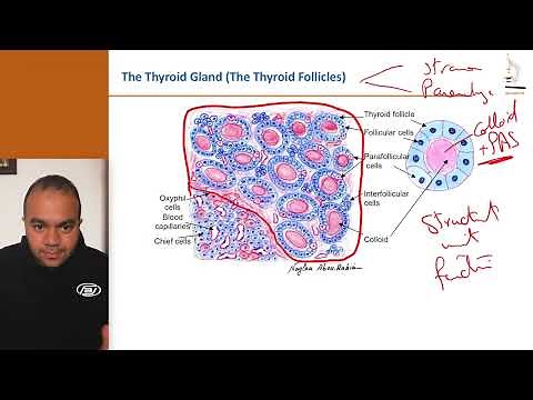Histology of the Thyroid and Parathyroid Glands