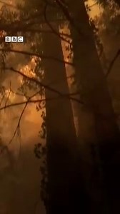 157K views · 2.5K reactions | US President Trump has declared that wildfires burning through homes and devastating precious forestry in California are a major disaster. More than 14,000 firefighters are battling nearly 600 fires that have now burnt almost one million acres. bbc.in/3hzd23W | BBC News | Facebook