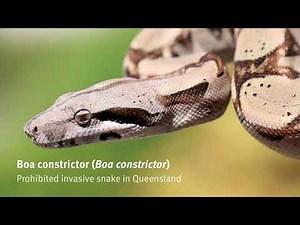 Boa constrictor