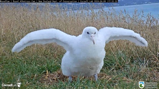 14K views · 517 reactions | Watch the Northern Royal Albatross chick...