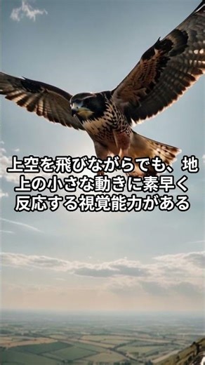 「ハヤブサの視力」#shorts #ハヤブサ #最速の生き物 #動物雑学 #生き物豆知識#猛禽類 #空のハンター #空の王者 #衝撃の事実 #雑学ショート