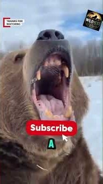 Top 5 Strongest Animals on Earth That Defy Nature! 🦍🐘