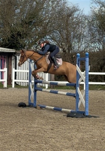 A Journey of Growth: Showcasing Our Talented Equestrian