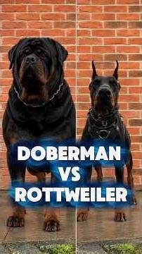Doberman Vs Rottweiler Which guardian You choose #rottweiler #doberman #dogvideos