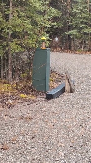 Snowshoe Hares Fight In Remote Alaska