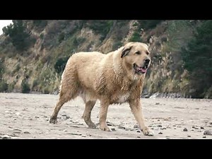 Dog walking in slow-motion