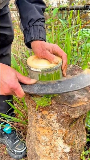 A Traditional Method for Shaping Fresh Bamboo Using a Curved Hand Knife #shorts