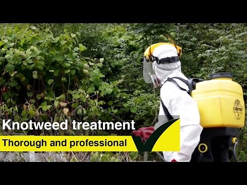 Japanese Knotweed treatment - learn how to treat knotweed