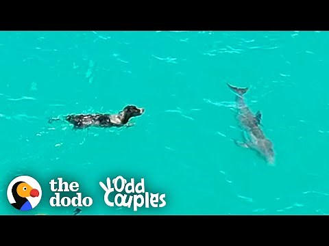 Dog And Wild Dolphin Play Whenever They See Each Other | The Dodo Odd Couples