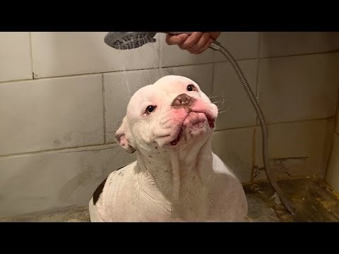When bath time becomes the best relaxing time! Dogs vs Bath