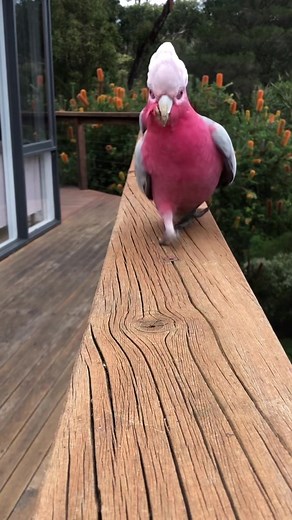 Captivating Cockatoos Exploring a Lush Garden Scene