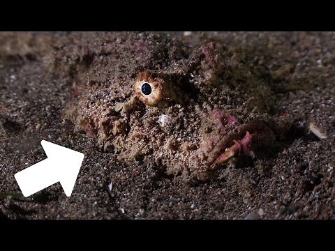 15 MOST DANGEROUS ANIMALS in the World