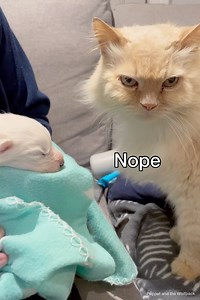 483K views · 10K reactions | Poppy's precious Pupkins are one week old! They've doubled in size and their noses are almost completely black! The wolfpack have been very patient waiting to meet the puppies so we finally introduced them. its safe to say that Buttons still holds the award for best Aunty and Teddy isn't quite sure of the fright bears yet ;) | Poppet and the Wolf Pack | Facebook