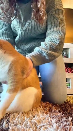 Mango the liquid cat. #mango #mangothecat #catsoftiktok | mangothekitten