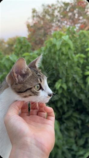 Ruby the baby cat on Instagram: "Did Ruby get stolen? What do you think?"