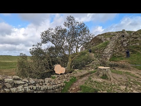 The Destruction of the UK's Most Famous (Robin Hood) Tree