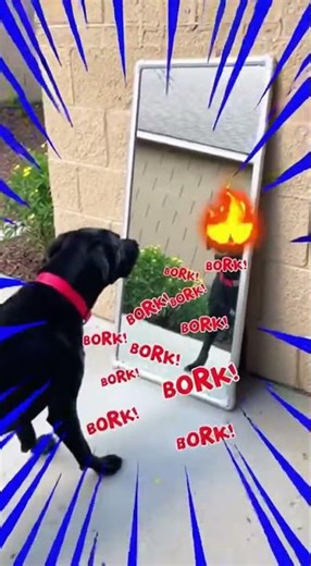 Dog Gets Scared Seeing Itself in the Mirror Funny Reaction 😂🐕