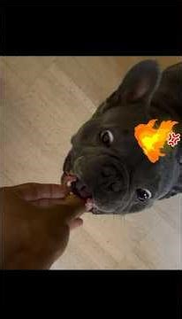 Ms valdez classical conditioning project 2025