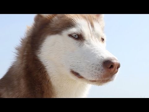 RIP Laika the Husky