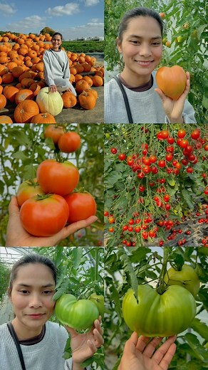 789K views · 48K reactions | មកចំការបេះប៉េងបេាះម្តងទៀតមុនគេបិត ផ្លែធំៗល្អណាស់ | Asana Paris | Facebook