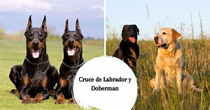 Cruce de Labrador y Doberman - Salud, temperamento, adiestramiento