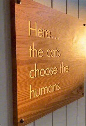 Adopting a Cat: The Heartwarming Journey