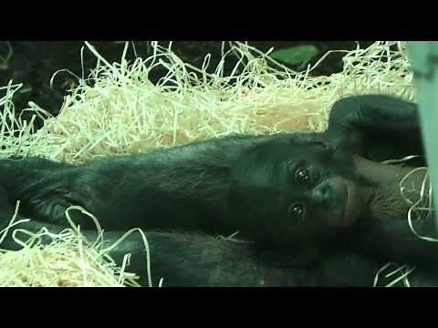 4 Bonobo-Babys in der Wilhelma