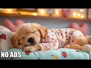 12 Hours Deep Sleep Music for Dogs 🐺 Dog Relaxation Music 🎶 Peaceful Tunes for Healing Sleep Aid