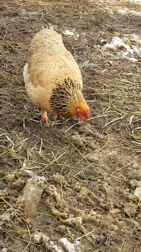 J Franco Farms. Our animals say Hello! Producers of quality organic products and happy livestock. Located in Michigan. #organic #midmichigan #poultry #livestock #homesteading #farmlife #rabbits #donkeys #horses #chickens #veteranowned